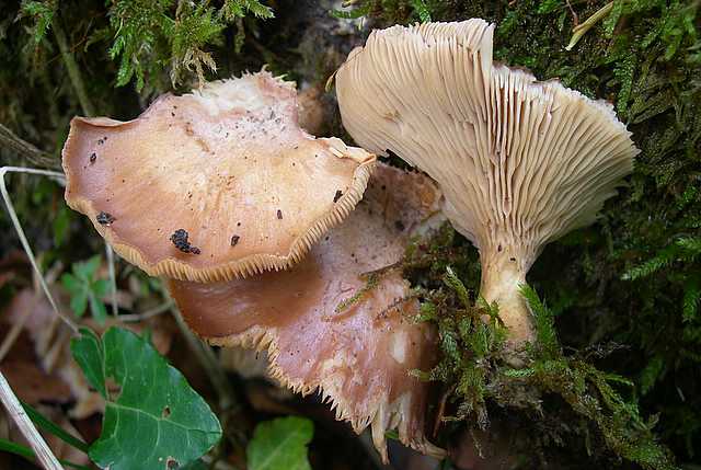 Primizie estive nel Jura francese